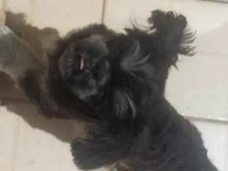 Cachorro ra a shitzu idade 7 a 11 meses nome chiquinho