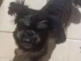 chiquinho