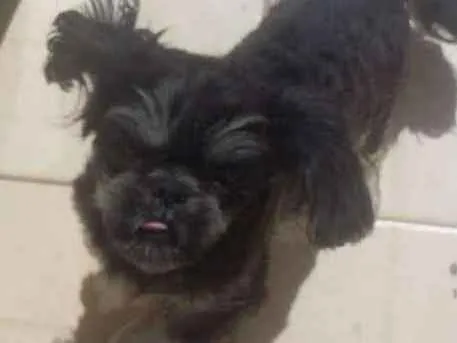 Cachorro ra a shitzu idade 7 a 11 meses nome chiquinho
