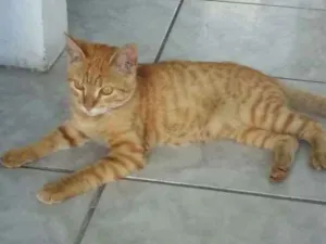Gato raça  idade 7 a 11 meses nome Garfield