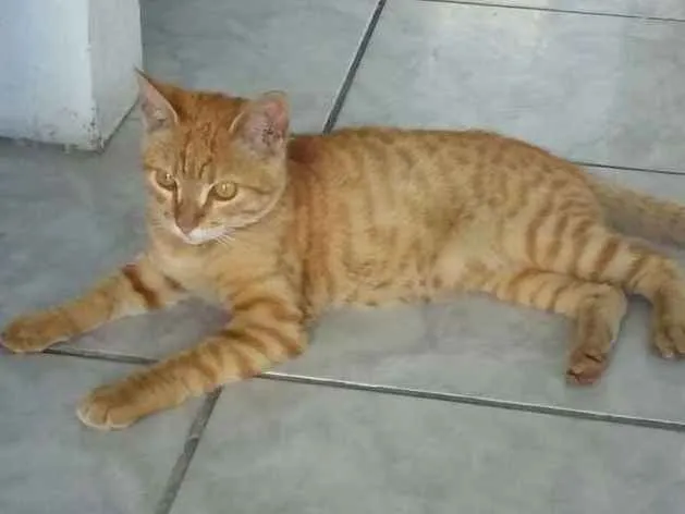 Gato ra a  idade 7 a 11 meses nome Garfield