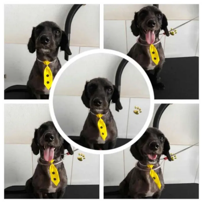 Cachorro raça SRD idade 1 ano nome Teteco