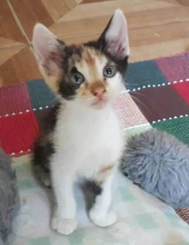 Gato raça SRD idade Abaixo de 2 meses nome Cuca