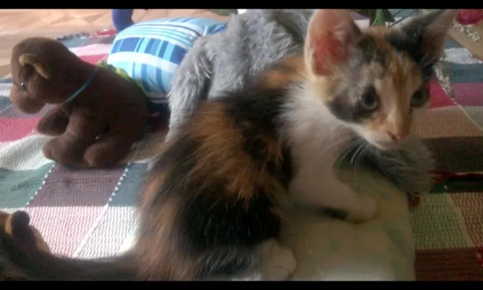 Gato raça SRD idade Abaixo de 2 meses nome Cuca