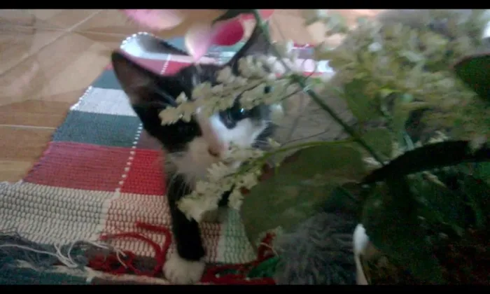 Gato raça SRD idade Abaixo de 2 meses nome Nino