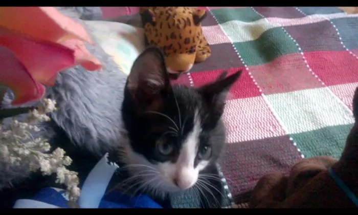 Gato raça SRD idade Abaixo de 2 meses nome Nino