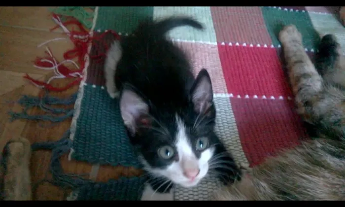 Gato raça SRD idade Abaixo de 2 meses nome Nino