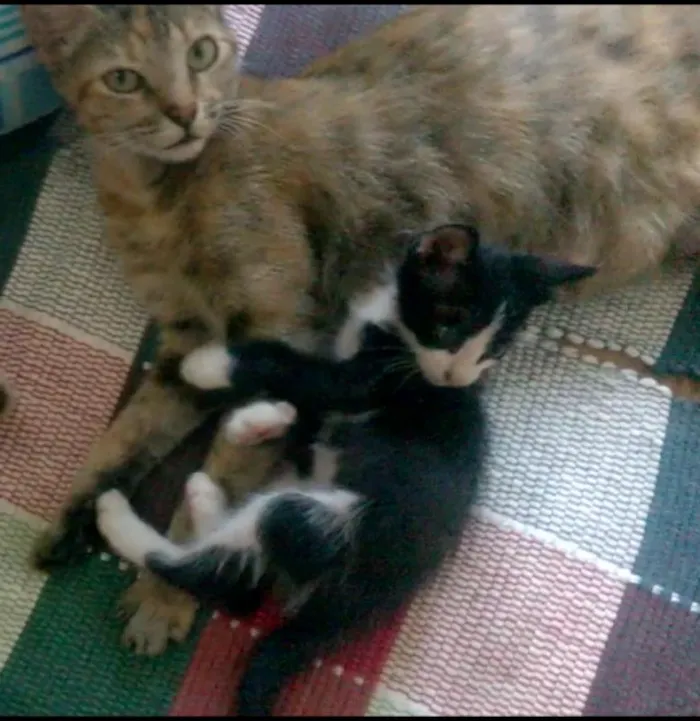 Gato raça SRD idade Abaixo de 2 meses nome Nino