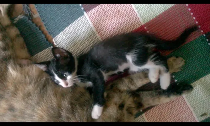 Gato raça SRD idade Abaixo de 2 meses nome Nino