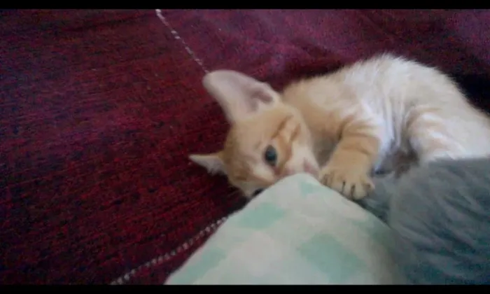 Gato raça SRD idade  nome Romeu.