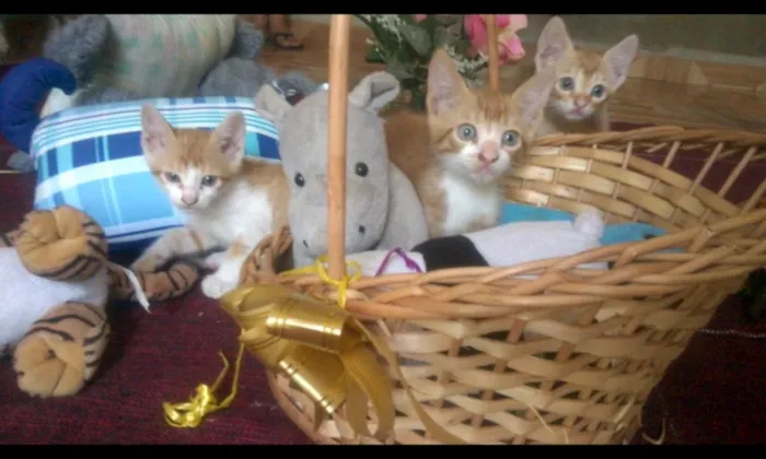 Gato raça SRD idade  nome Romeu.