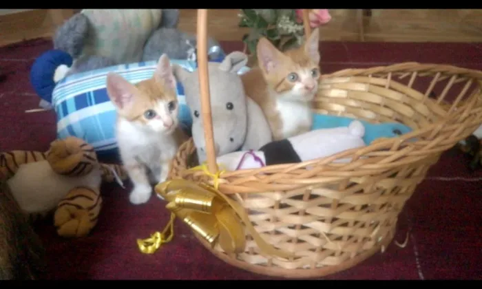 Gato raça SRD idade  nome Romeu.