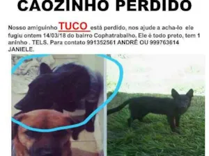 Cachorro raça PASTOR BELGA idade 1 ano nome TUCO