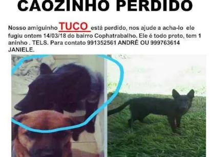 Cachorro raça PASTOR BELGA idade 1 ano nome TUCO