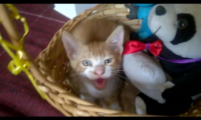 Gato raça SRD. idade Abaixo de 2 meses nome Dinha