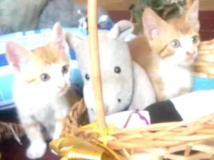 Gato raça SRD idade  nome Romeu.