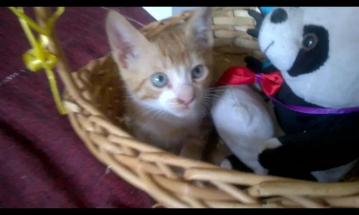 Gato raça SRD. idade Abaixo de 2 meses nome Dinha