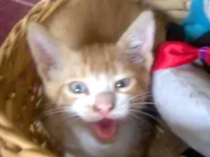 Gato raça SRD. idade Abaixo de 2 meses nome Dinha