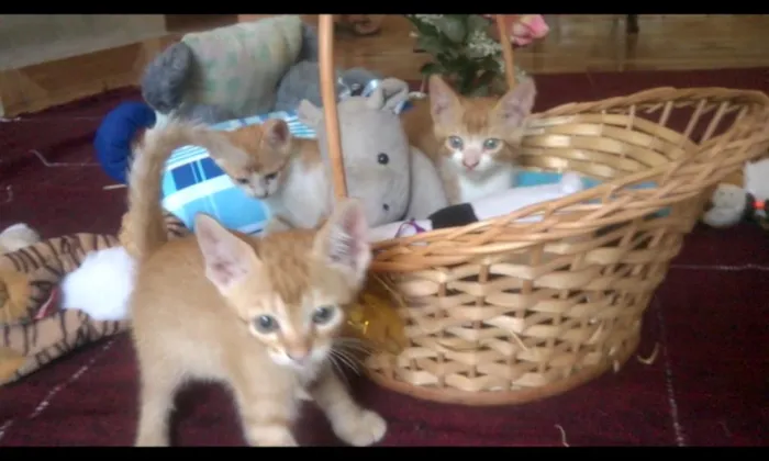 Gato raça SRD. idade Abaixo de 2 meses nome Dinha