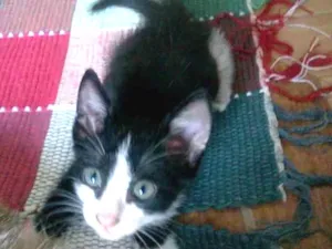 Gato raça SRD idade Abaixo de 2 meses nome Nino