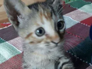 Gato raça SRD idade Abaixo de 2 meses nome Kika