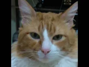 Gato raça SRD idade 7 a 11 meses nome ARTHUR GRATIFICA