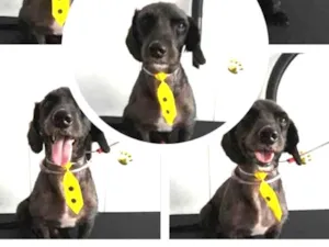 Cachorro raça SRD idade 1 ano nome Teteco