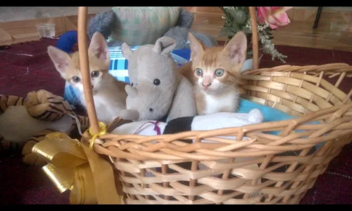 Gato raça SRD idade Abaixo de 2 meses nome Mel