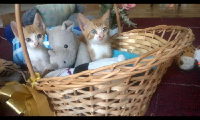 Gato raça SRD idade Abaixo de 2 meses nome Mel