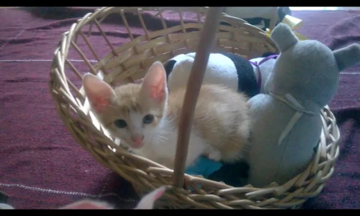 Gato raça SRD idade Abaixo de 2 meses nome Mel