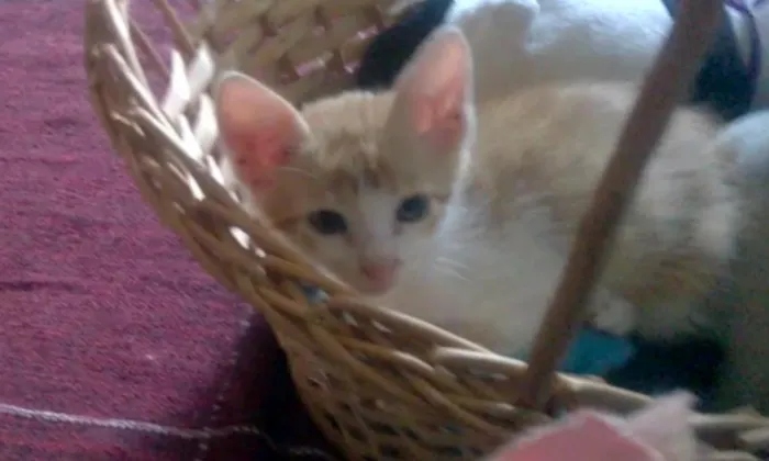 Gato raça SRD idade Abaixo de 2 meses nome Mel