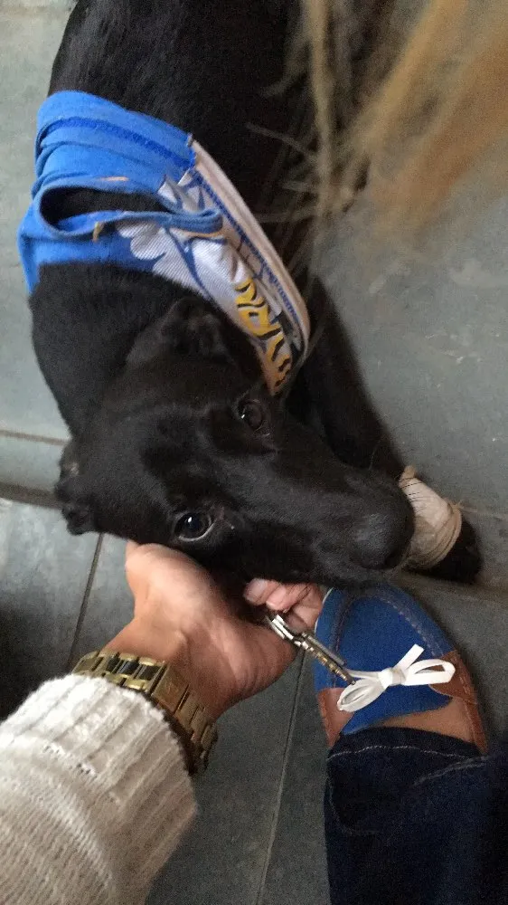 Cachorro ra a Vira-lata idade  nome Não tem