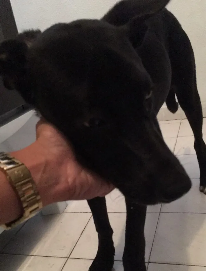 Cachorro ra a Vira-lata idade  nome Não tem