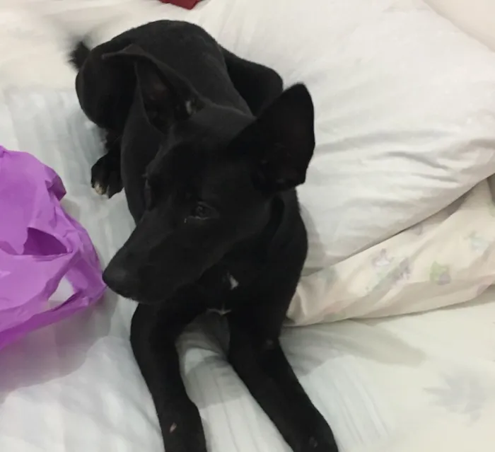Cachorro ra a Vira-lata idade  nome Não tem