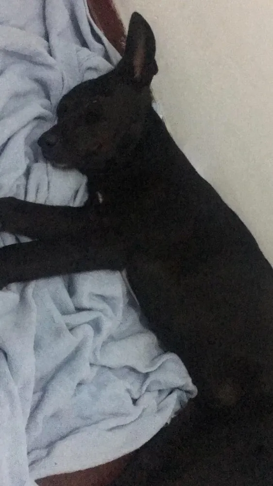 Cachorro ra a Vira-lata idade  nome Não tem