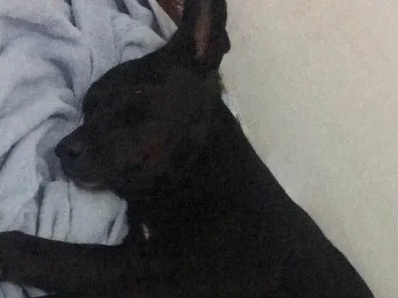 Cachorro ra a Vira-lata idade  nome Não tem