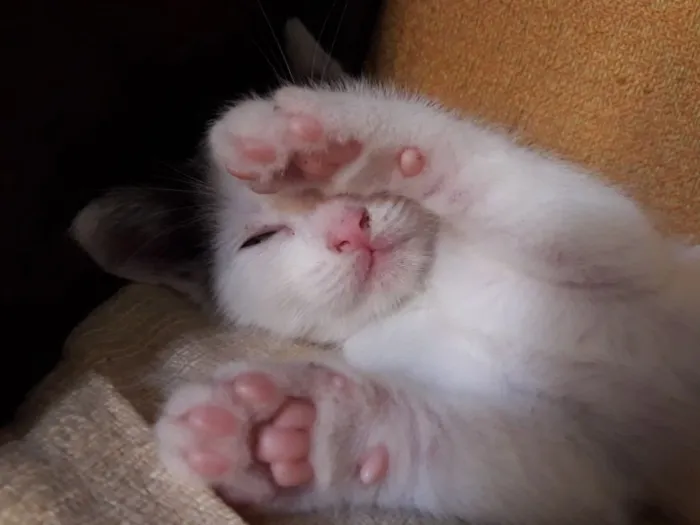 Gato ra a Sem raça definida idade Abaixo de 2 meses nome Sem nome