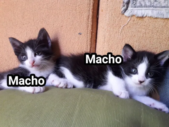 Gato ra a Sem raça definida idade Abaixo de 2 meses nome Sem nome