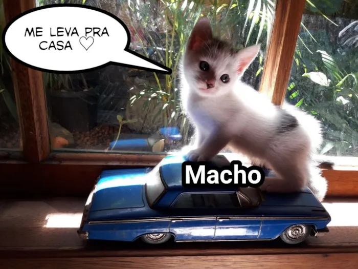 Gato ra a Sem raça definida idade Abaixo de 2 meses nome Sem nome