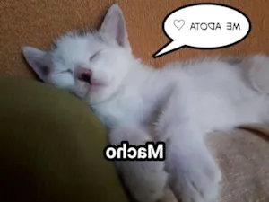 Gato raça Não definida idade Abaixo de 2 meses nome Sem nome