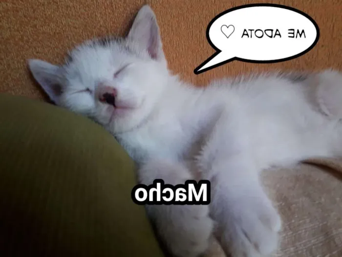 Gato ra a Não definida idade Abaixo de 2 meses nome Sem nome