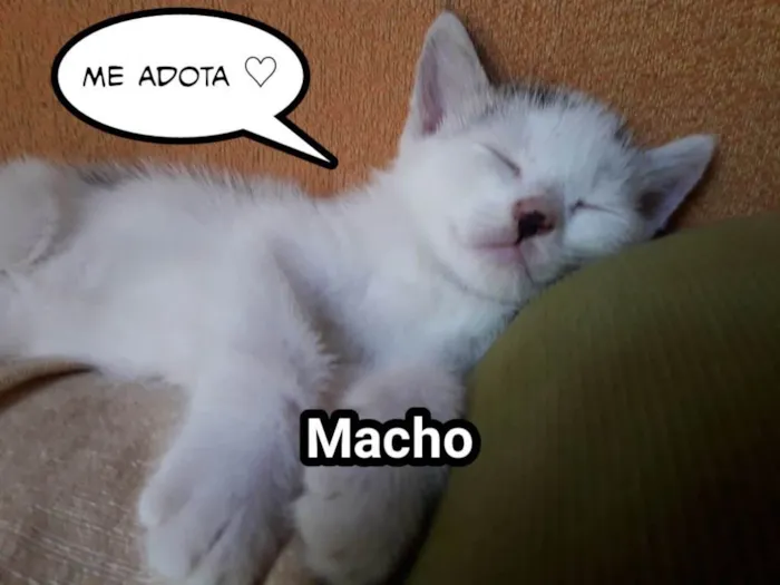 Gato ra a Não definida idade Abaixo de 2 meses nome Sem nome
