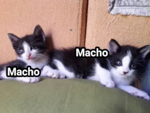 Gato raça Não definida idade Abaixo de 2 meses nome Sem nome