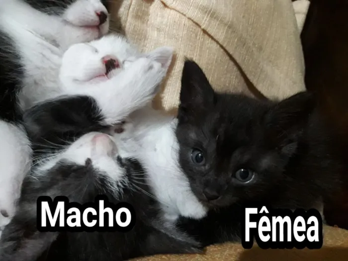 Gato ra a  idade Abaixo de 2 meses nome Sem nome
