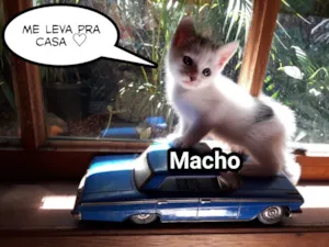 Gato raça  idade Abaixo de 2 meses nome Sem nome