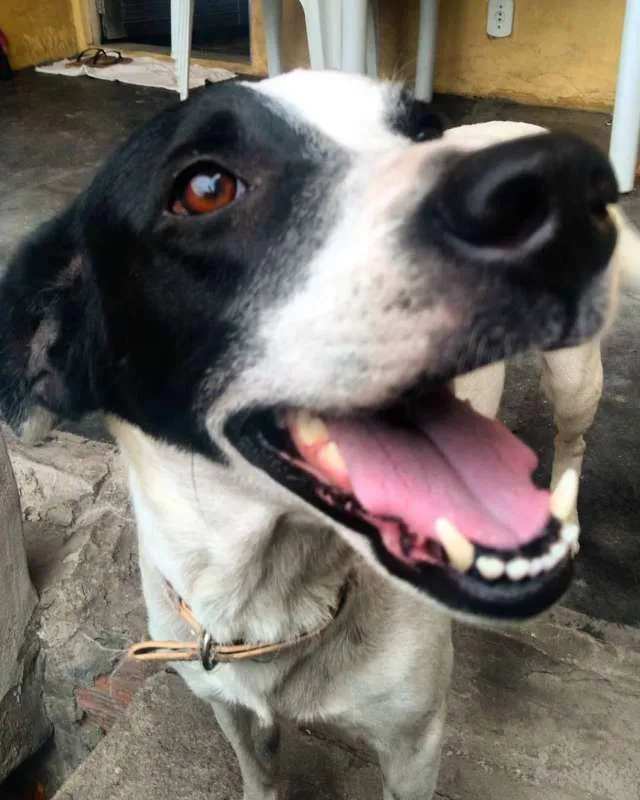 Cachorro ra a VIRA LATA idade 2 anos nome BELLE