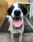 BELLE