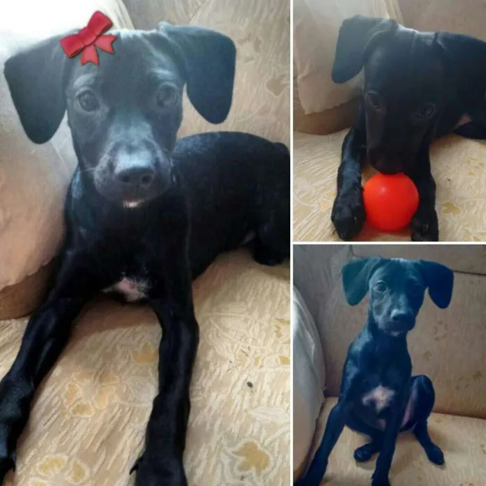 Cachorro ra a SRD idade 2 a 6 meses nome Rabicá