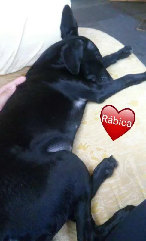 Cachorro ra a SRD idade 2 a 6 meses nome Rabicá