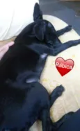 Rabicá